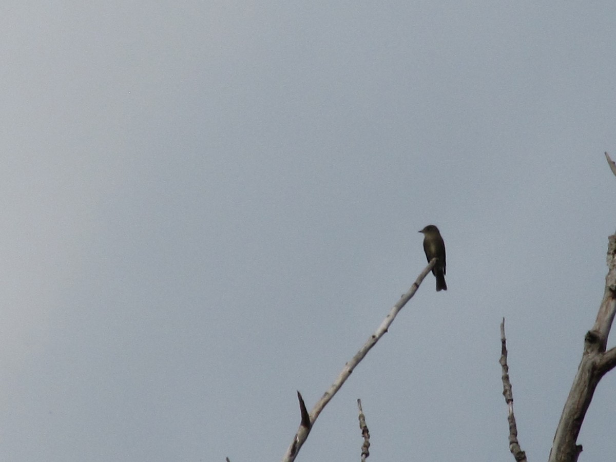 Western Wood-Pewee - ML114366031