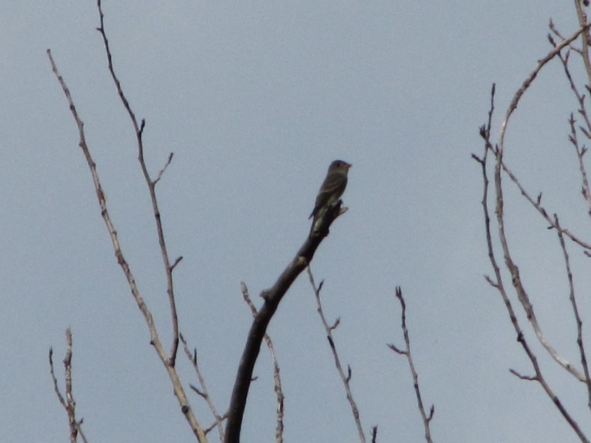 Western Wood-Pewee - ML114366051