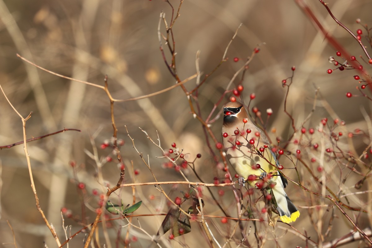 Cedar Waxwing - ML114366141