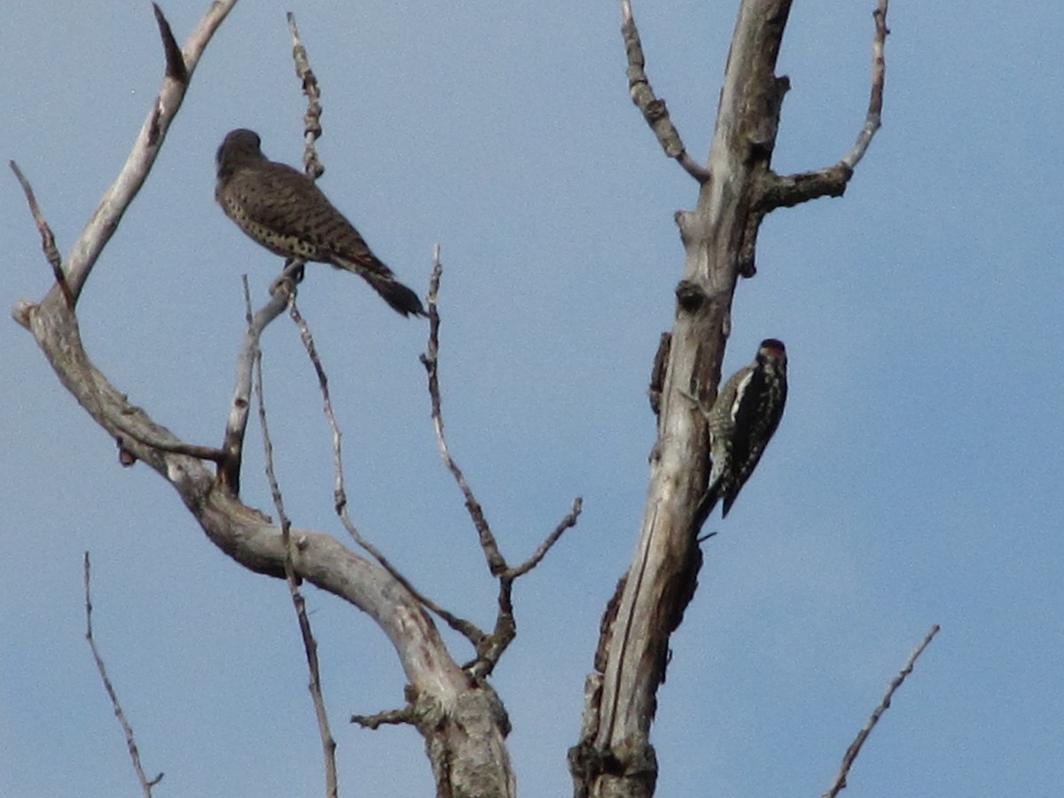 Red-naped Sapsucker - ML114366221