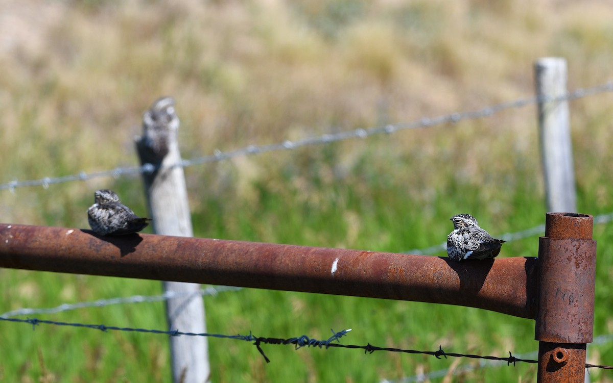 Common Nighthawk - ML114367961