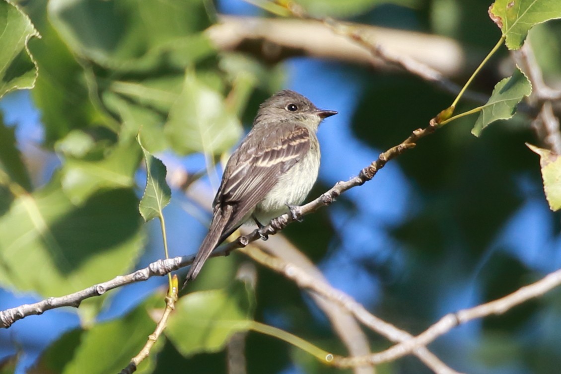 Eastern Wood-Pewee - ML114368161