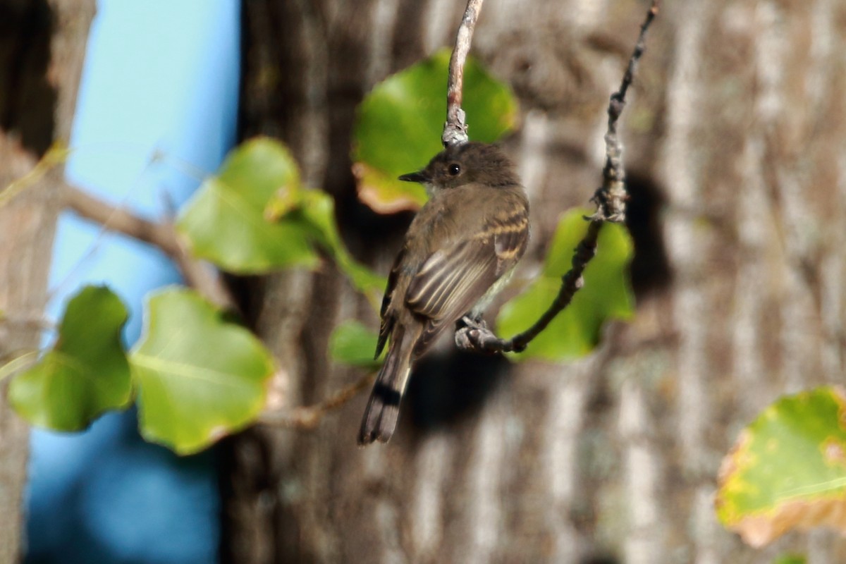 Eastern Wood-Pewee - ML114368191