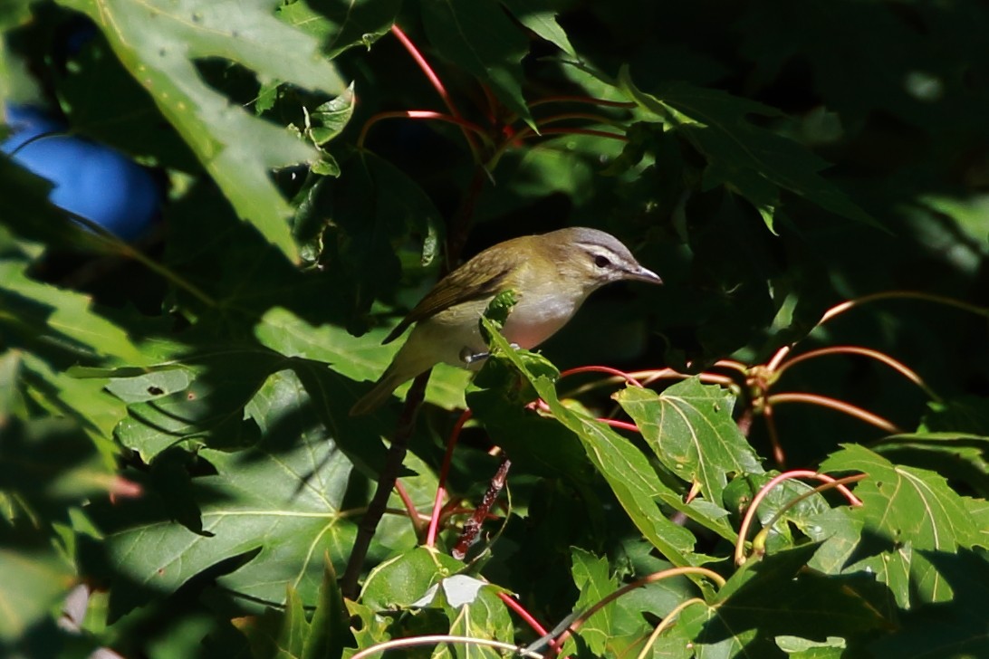 Red-eyed Vireo - ML114368371