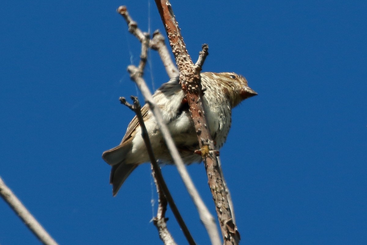 Purple Finch - ML114368441