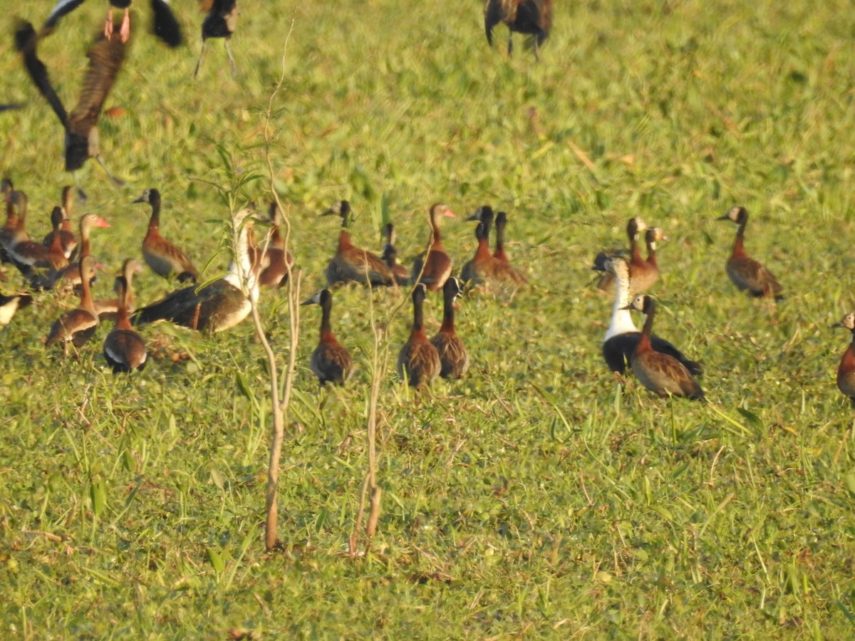 Comb Duck - ML114369171