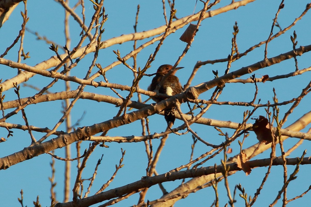 Northern Flicker - ML114369321