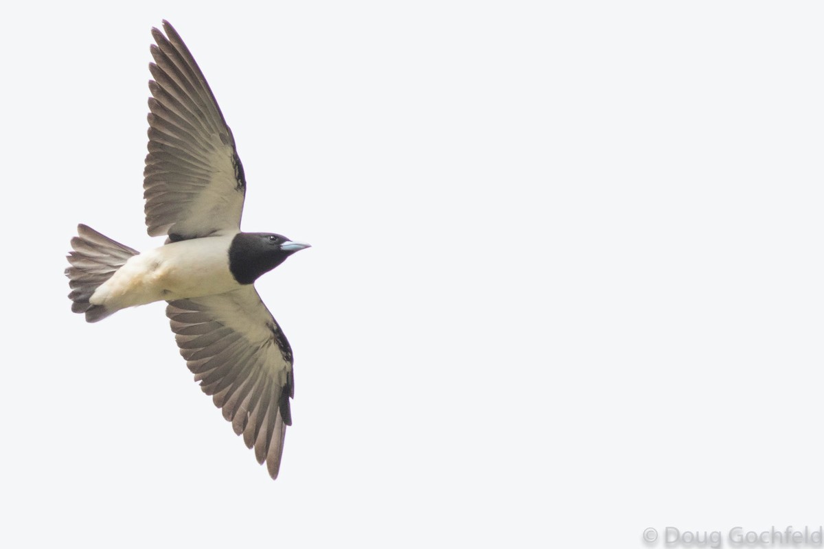 Great Woodswallow - ML114370901