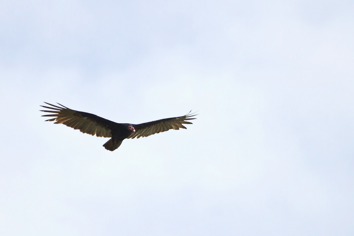 Turkey Vulture - Piet Grasmaijer