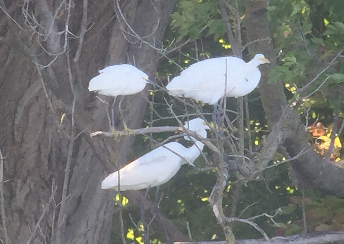 Snowy Egret - ML114371941