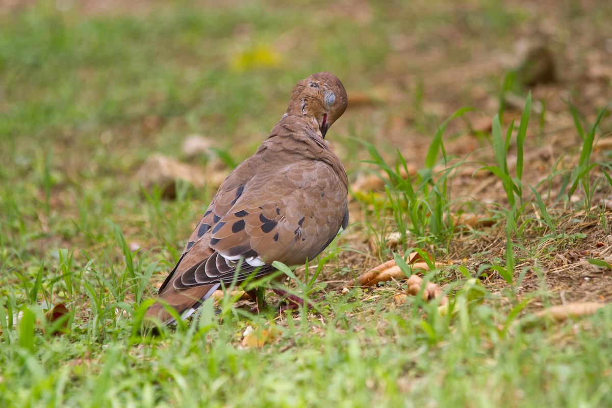 Zenaida Dove - ML114372281