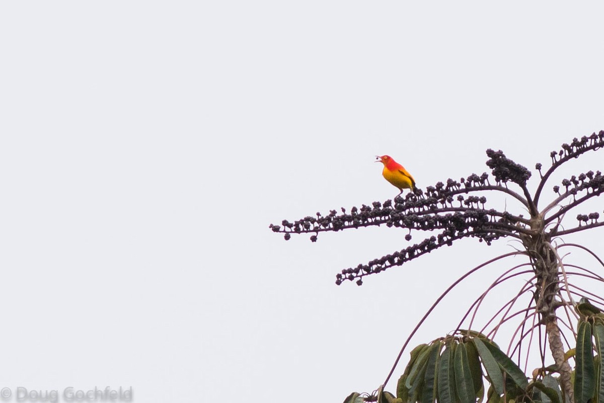 Flame Bowerbird - ML114372771