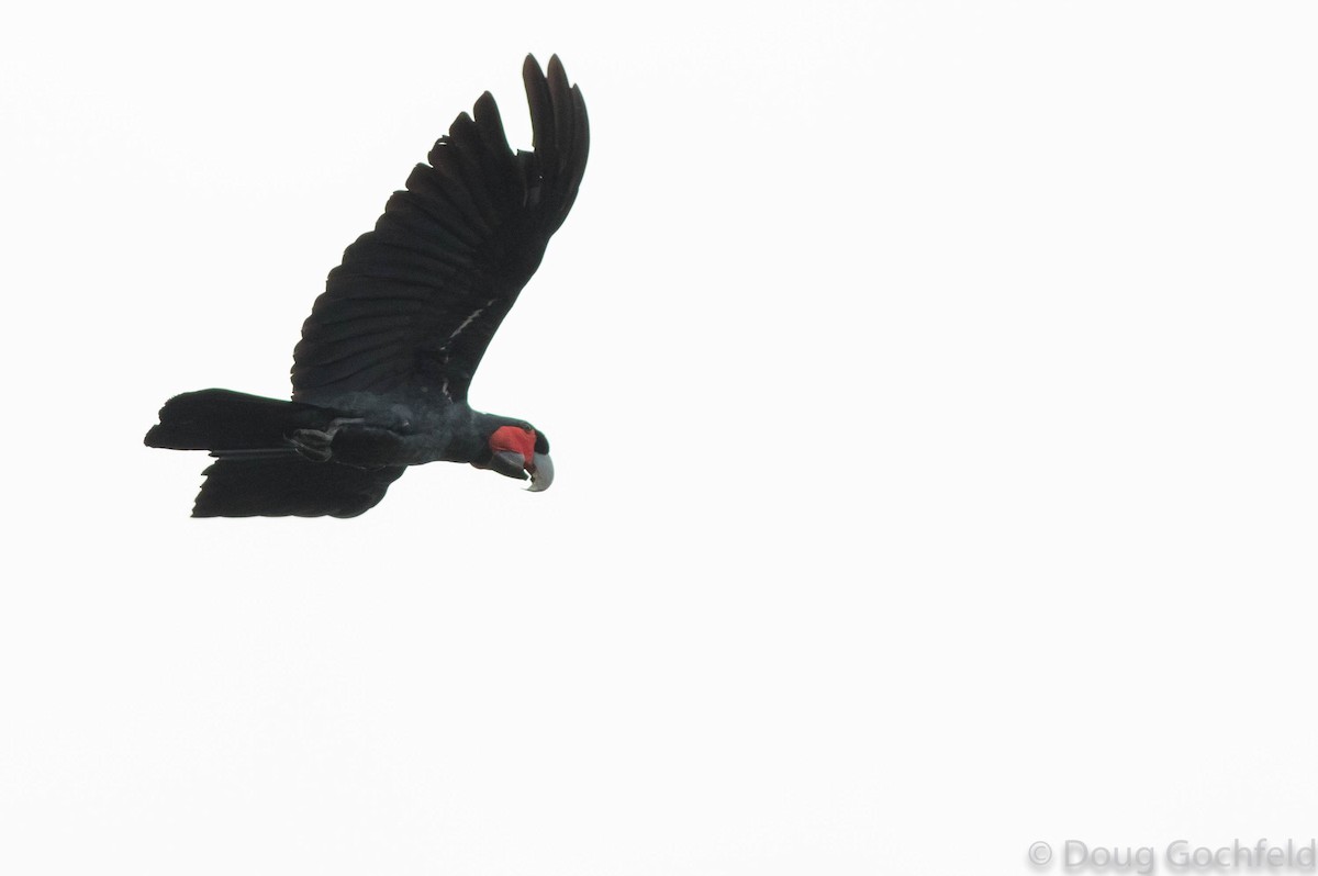 Palm Cockatoo - ML114373071