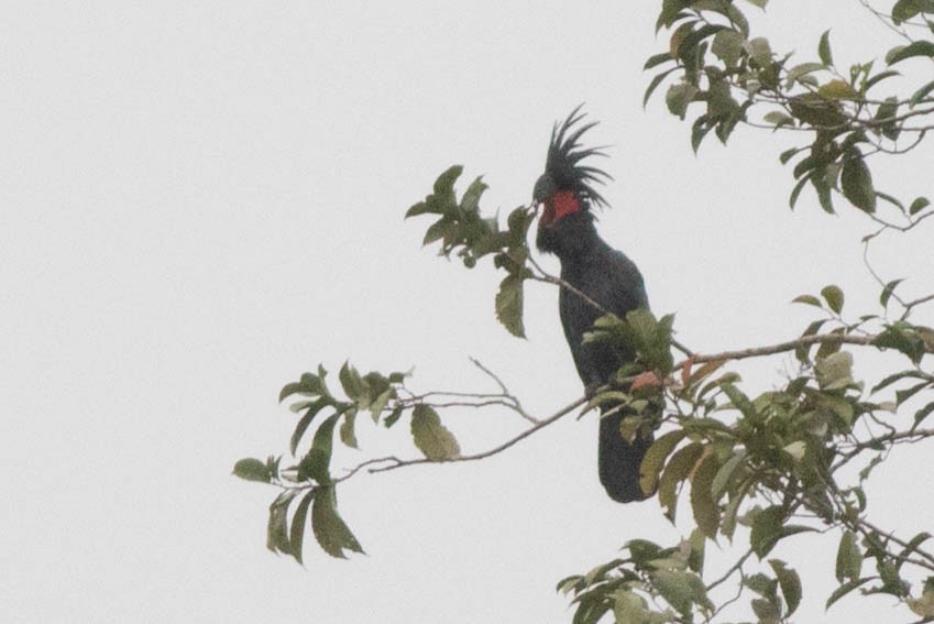 Palm Cockatoo - ML114373531