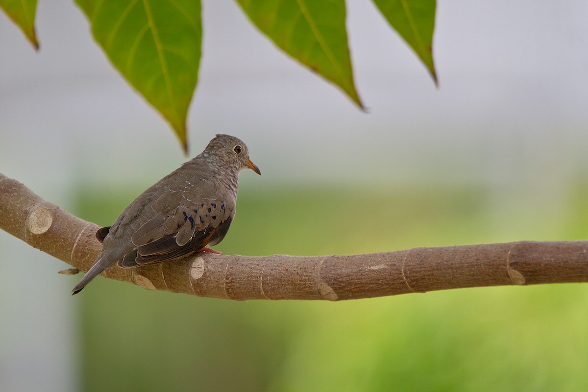 Common Ground Dove - Piet Grasmaijer