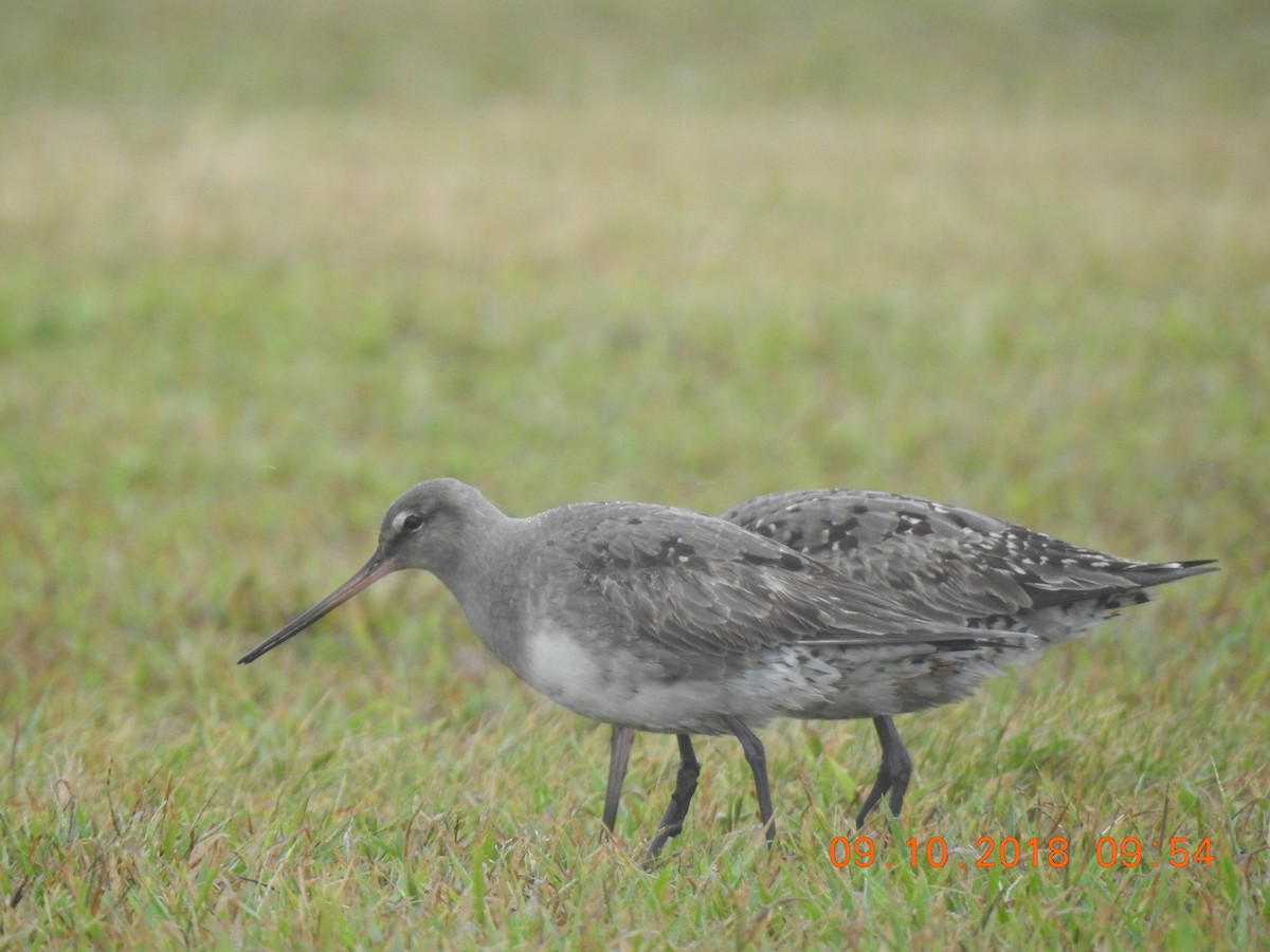 Hudsonian Godwit - ML114374261