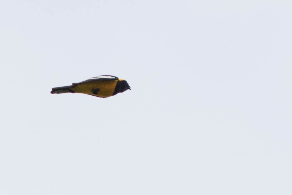 Golden Cuckooshrike - Doug Gochfeld