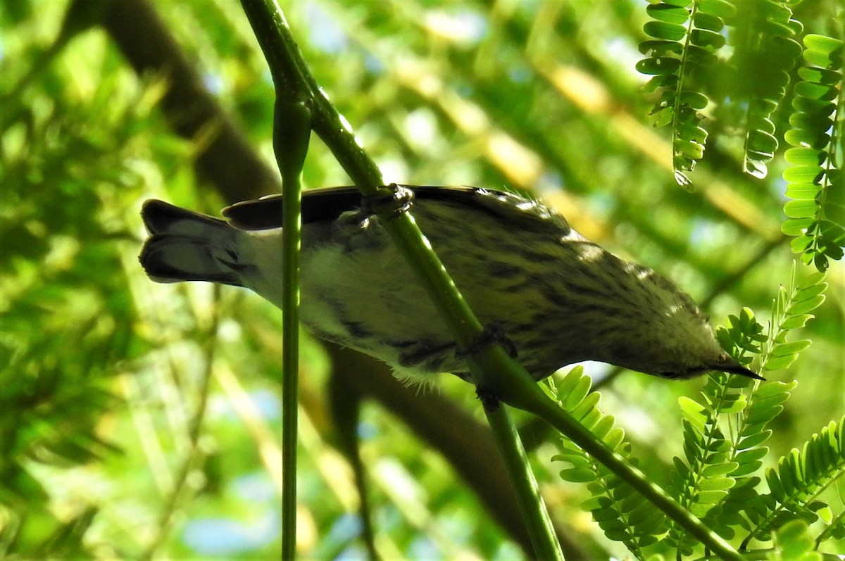 Cape May Warbler - david gabay