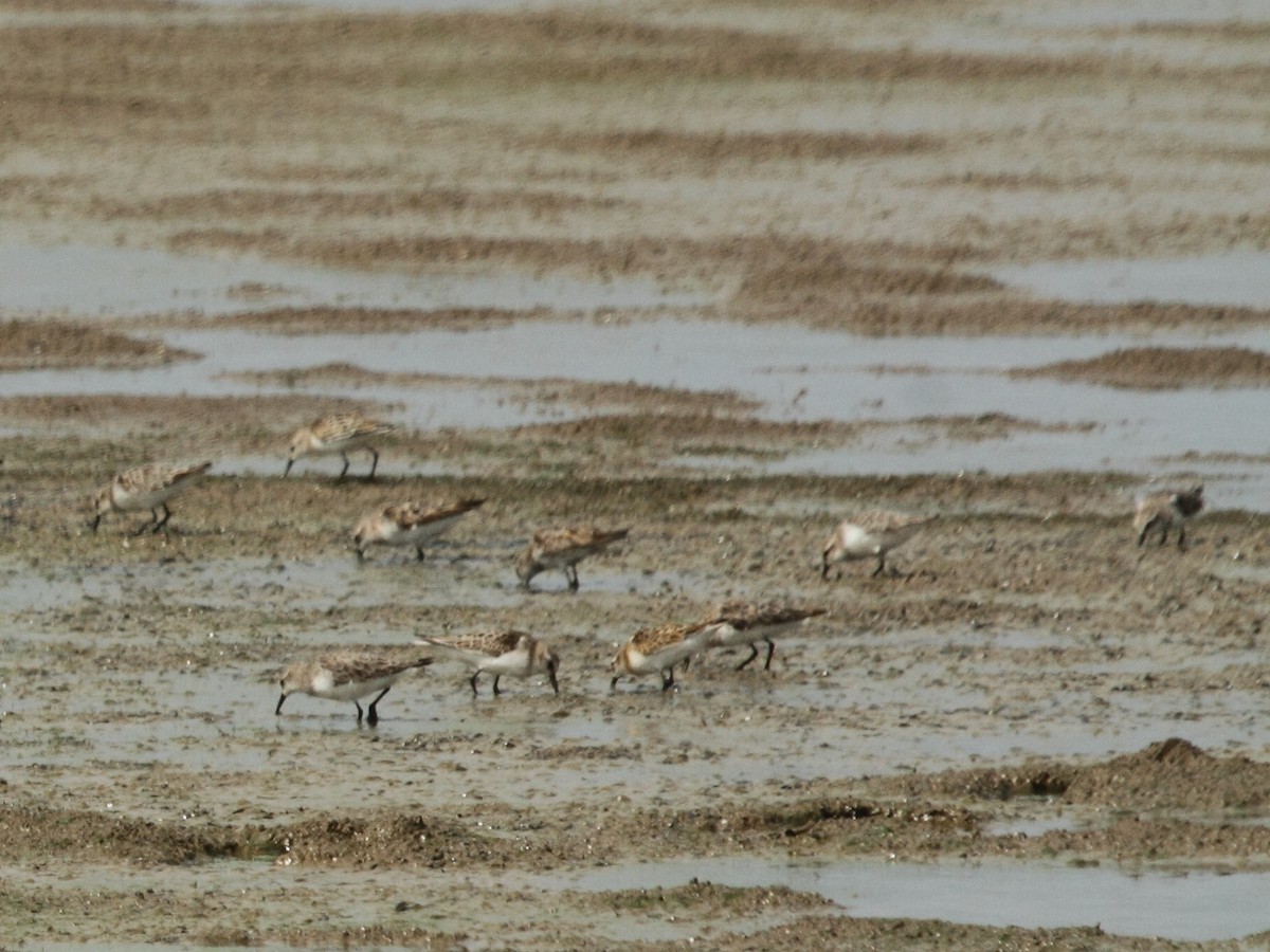 Little Stint - ML114375241