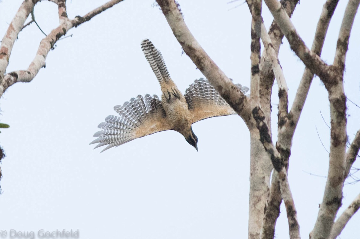 Pacific Koel - ML114375391