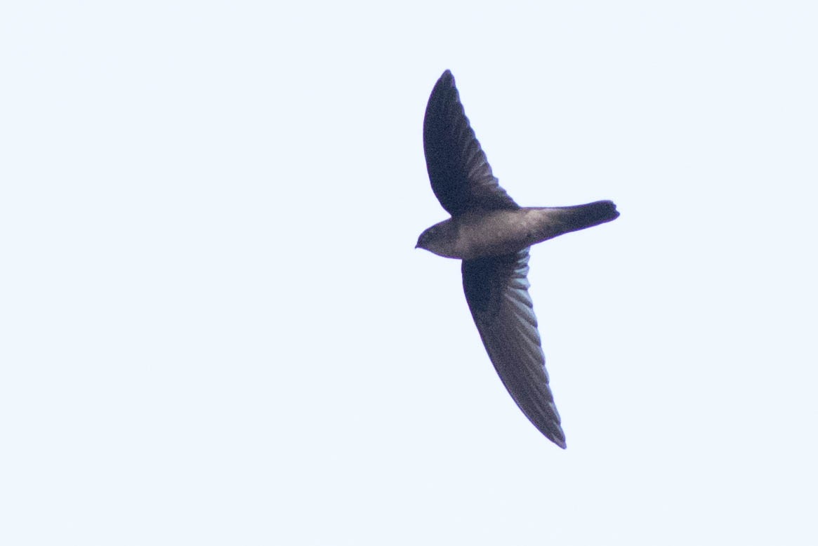 dark swiftlet sp. - Doug Gochfeld