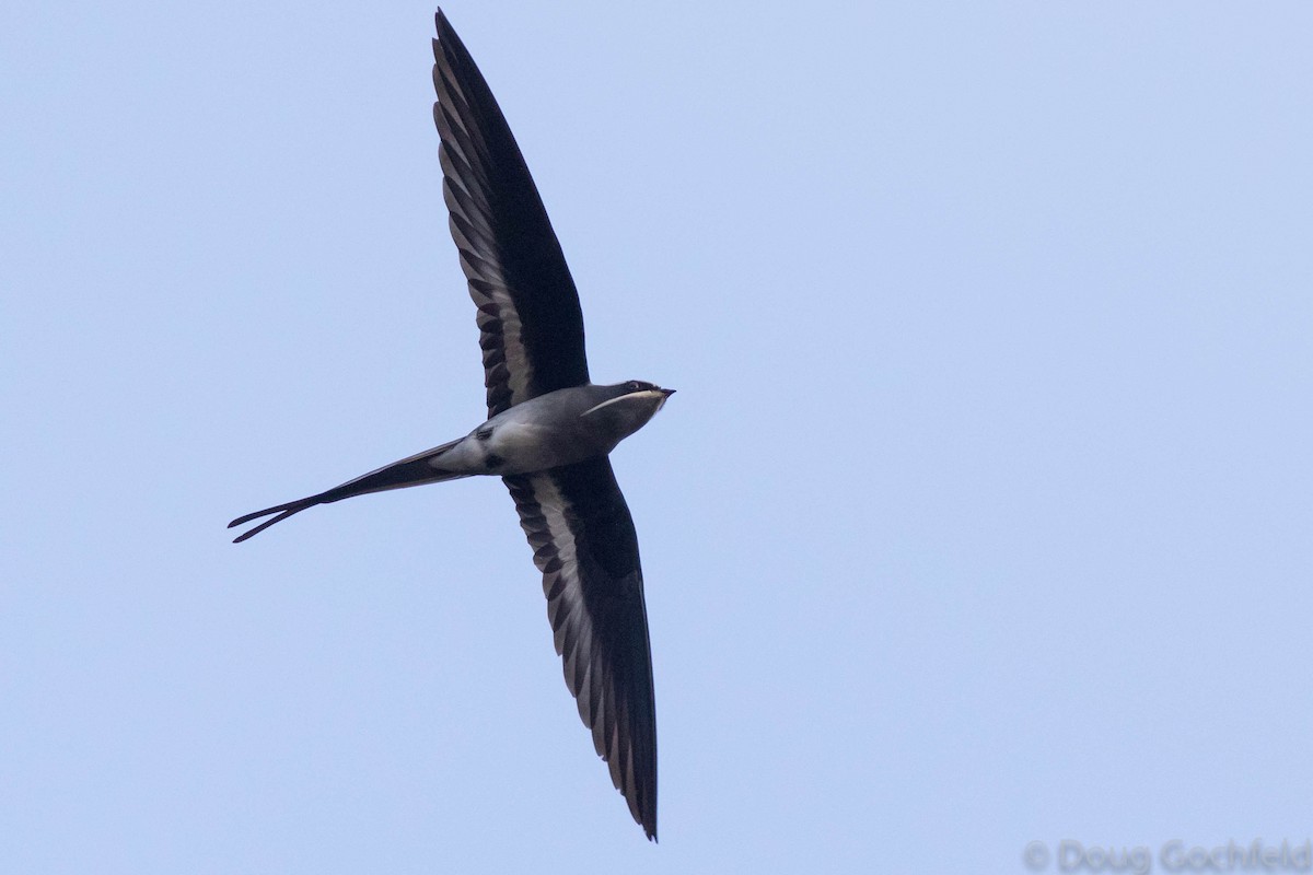 Moustached Treeswift - ML114375631