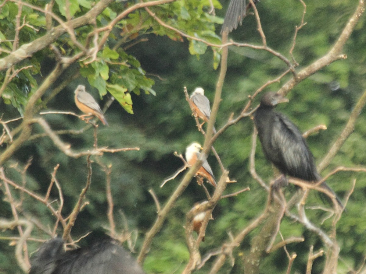 Malabar Starling - ML114376741