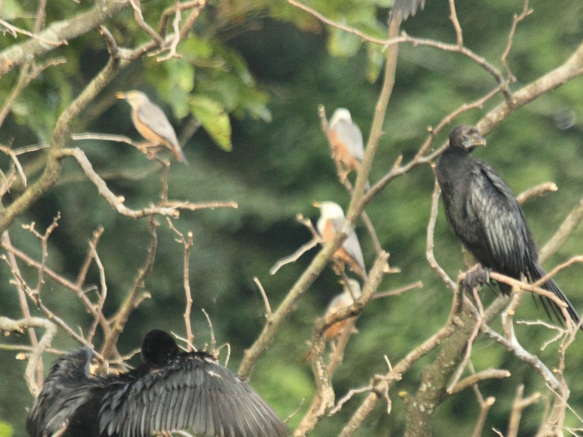 Malabar Starling - ML114376891