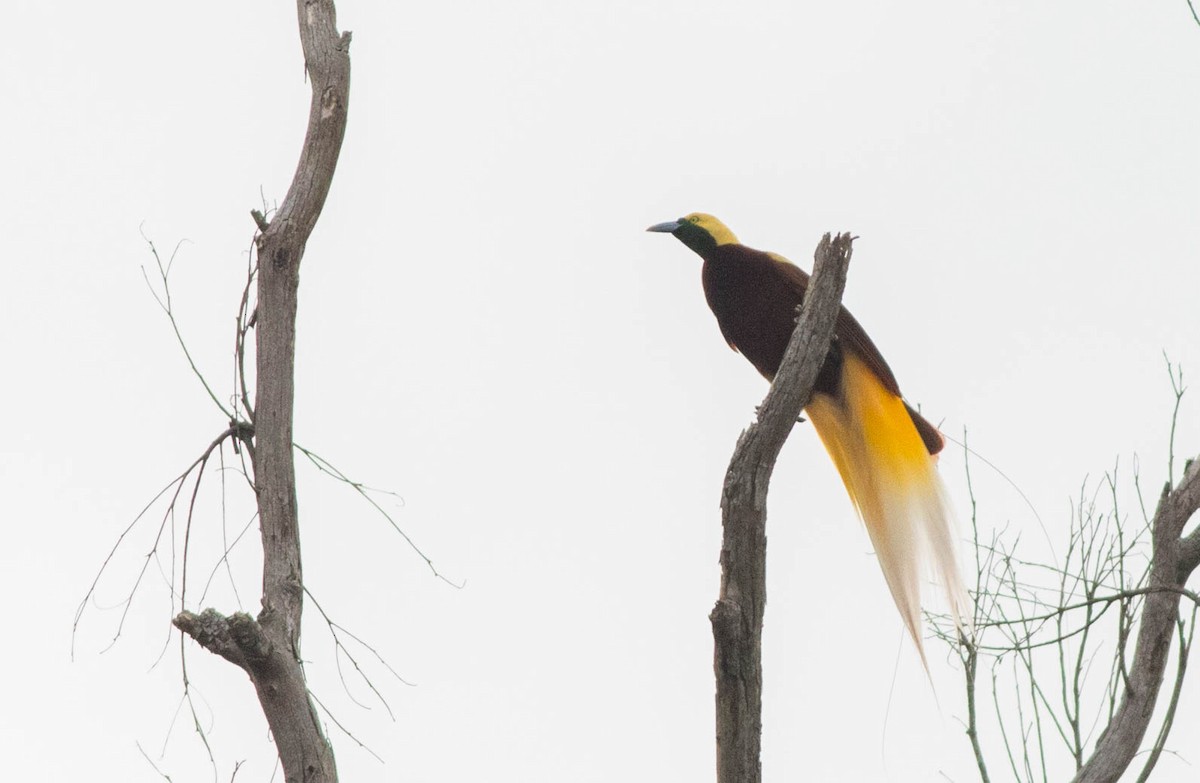 Lesser Bird-of-Paradise - ML114377421