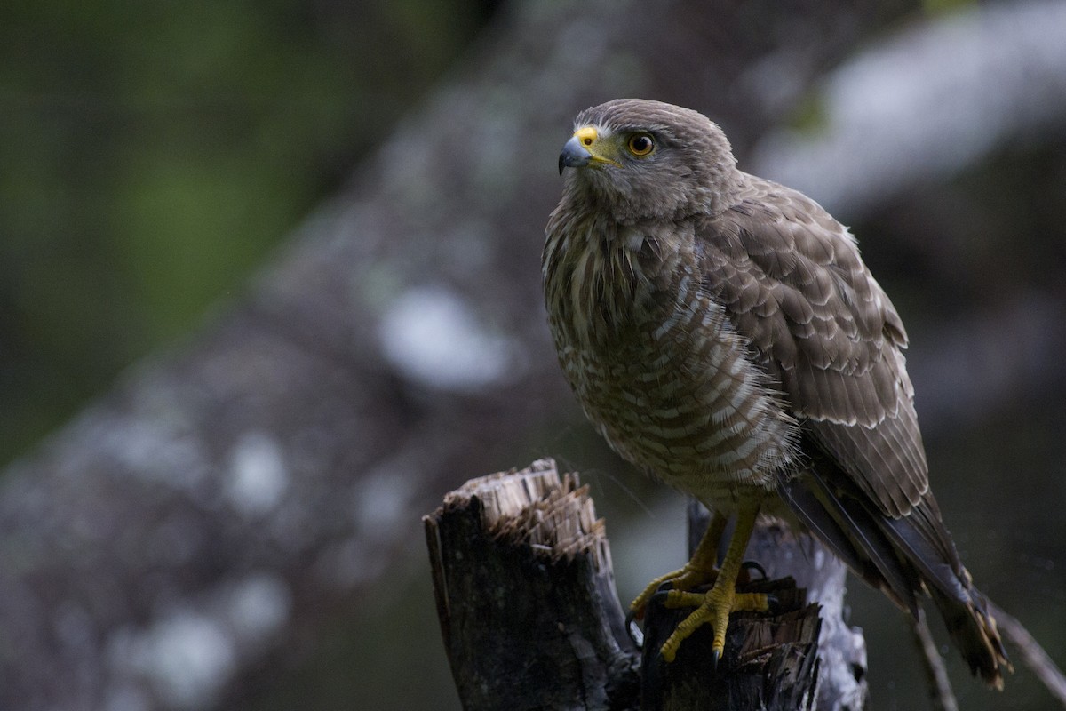 Roadside Hawk - ML114378021