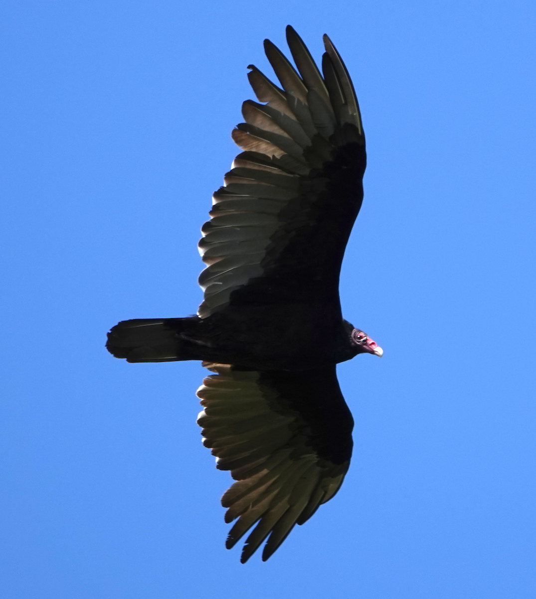 Turkey Vulture - ML114379421