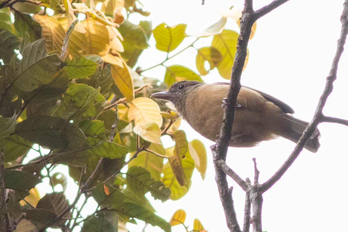 Sepik-Ramu Shrikethrush - Doug Gochfeld