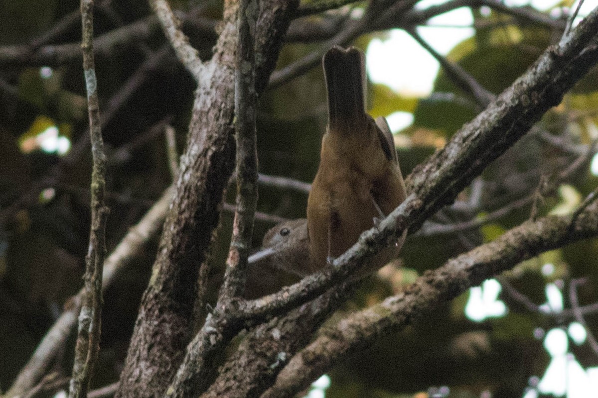 Sepik-Ramu Shrikethrush - ML114380291