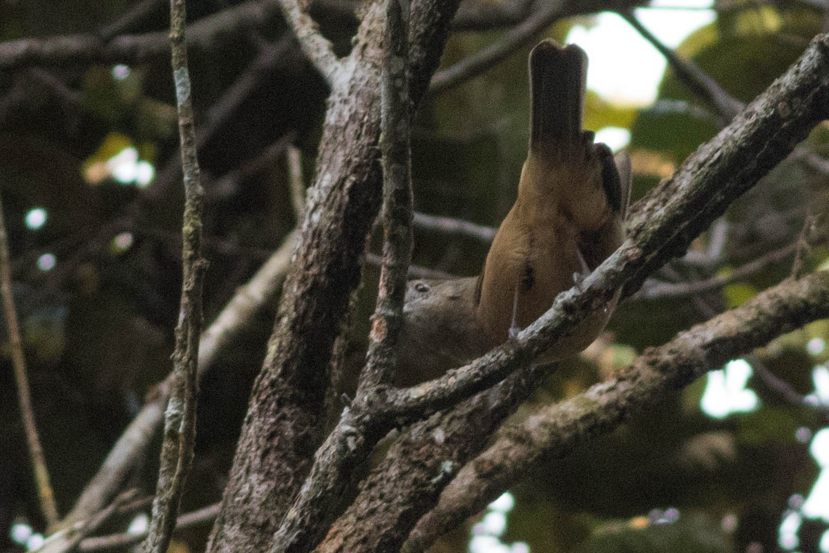 Sepik-Ramu Shrikethrush - ML114380301