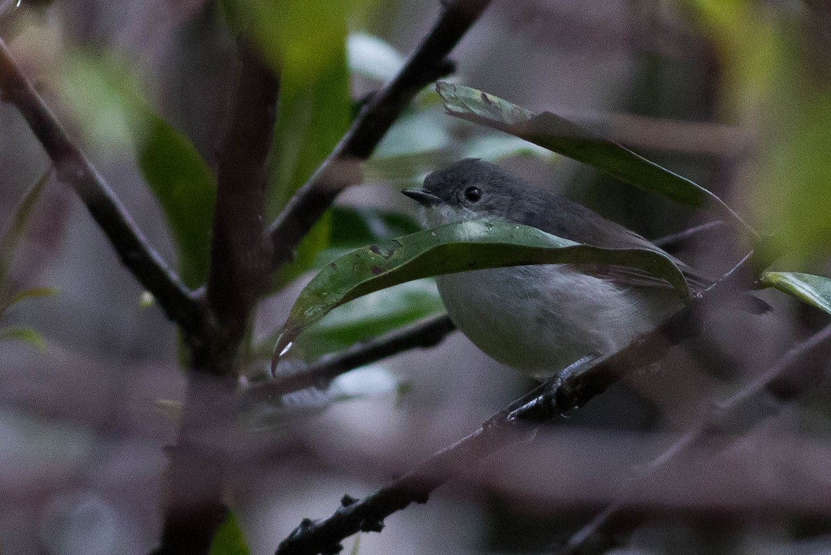 Gray Thornbill - Doug Gochfeld