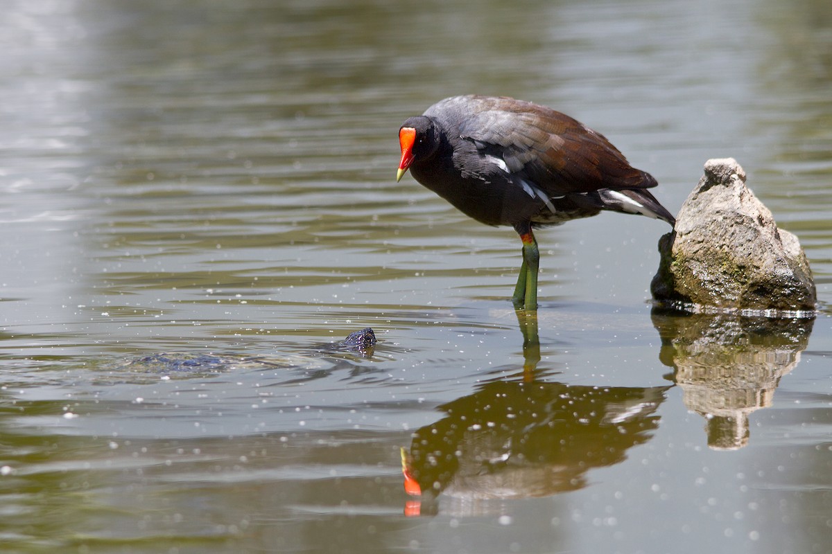 Common Gallinule - ML114380861