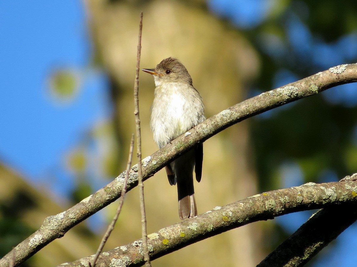 Eastern Wood-Pewee - ML114381161