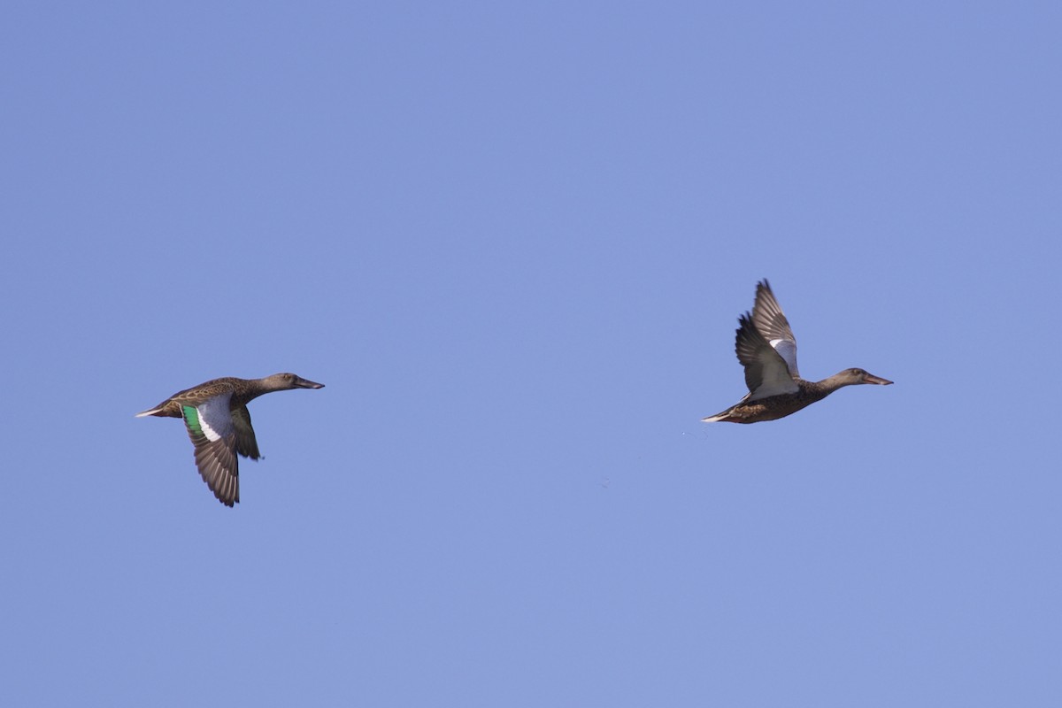 Northern Shoveler - ML114382361