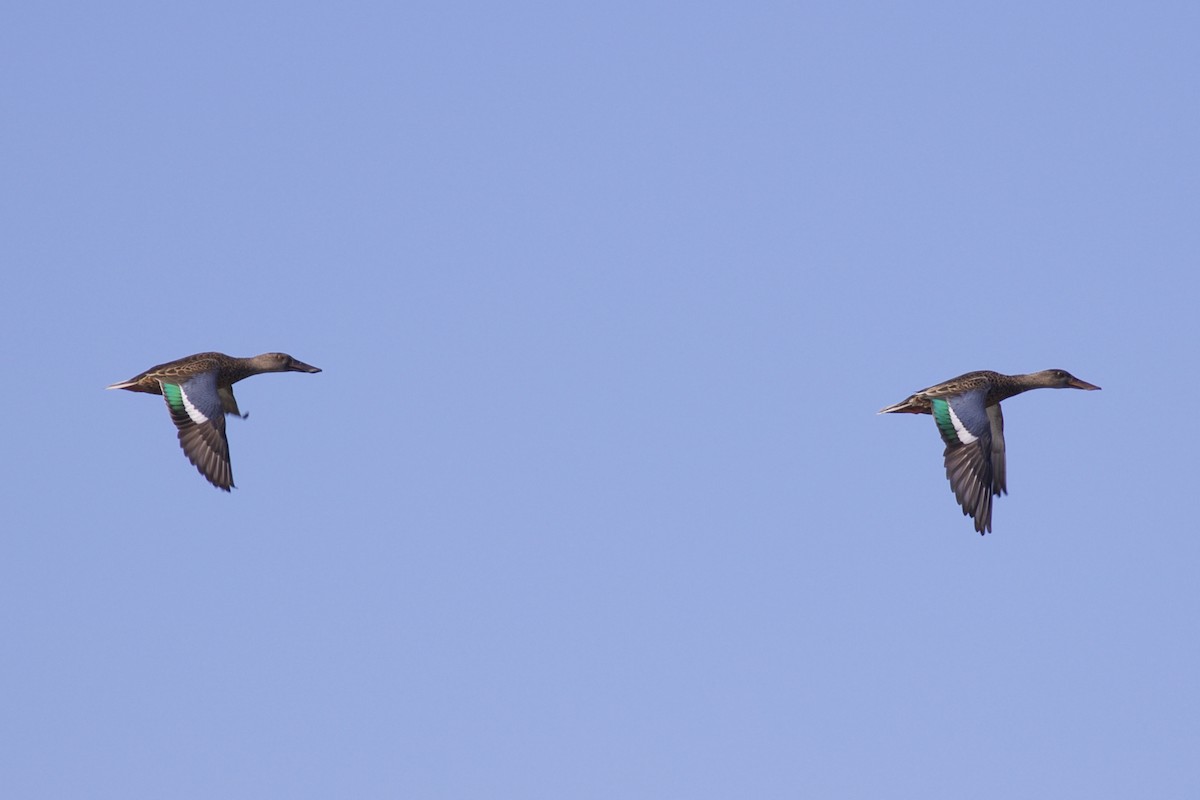 Northern Shoveler - ML114382371