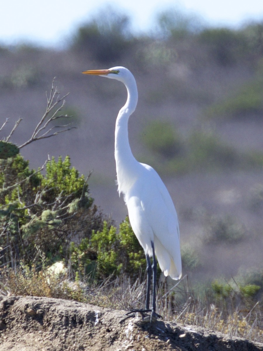 Great Egret - ML114382411