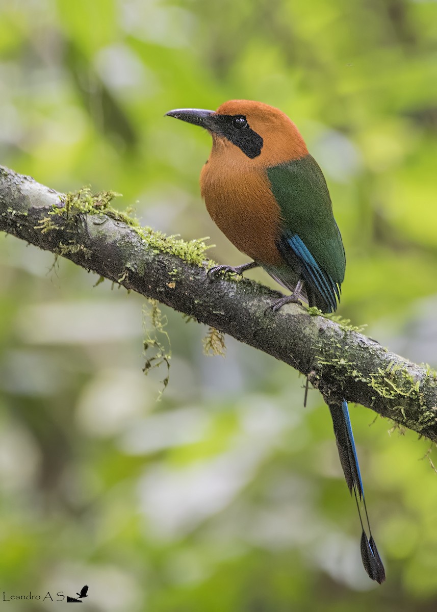 Rufous Motmot - Leandro Arias