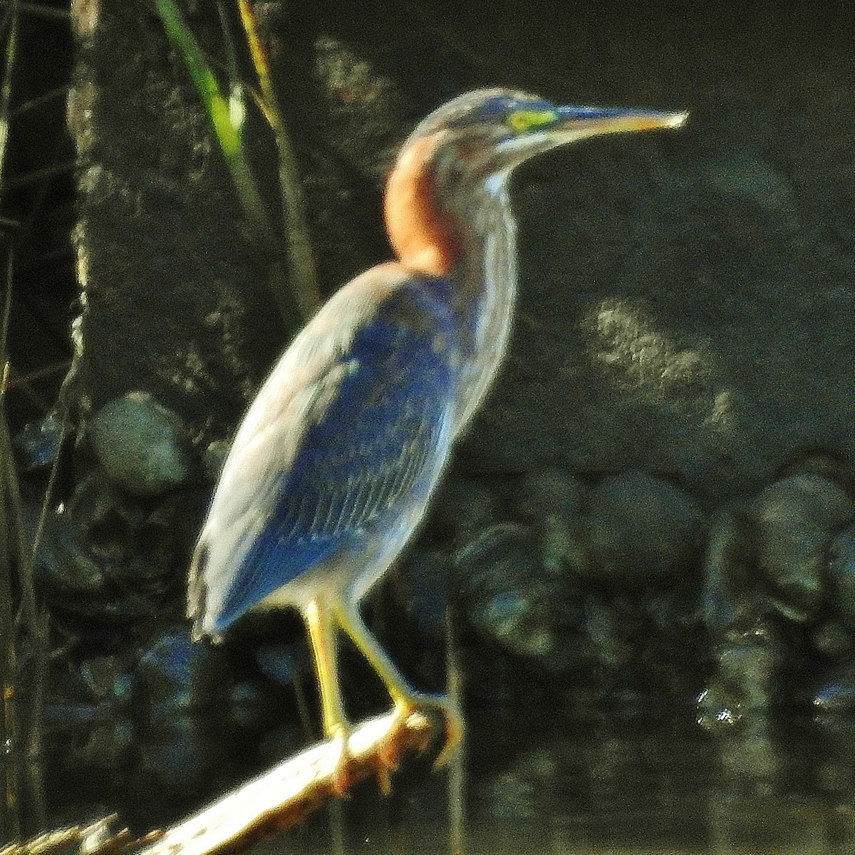 Green Heron - ML114383511