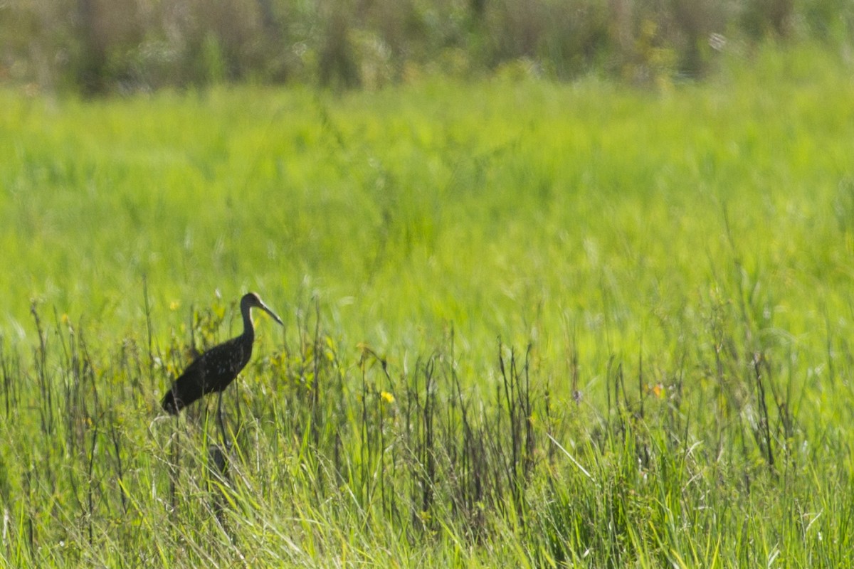 Limpkin - ML114384171