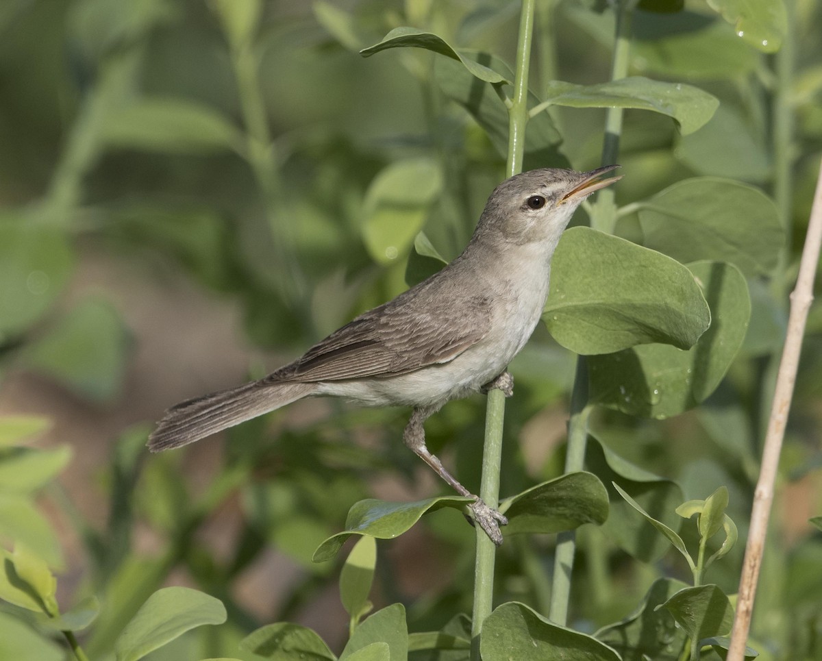 Eastern Olivaceous Warbler - ML114384511