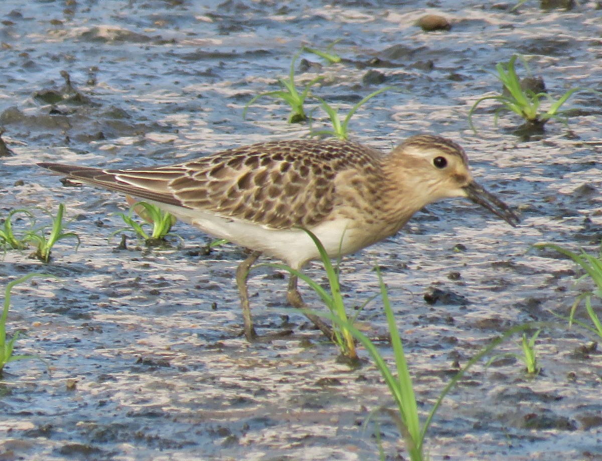 Baird's Sandpiper - ML114384651