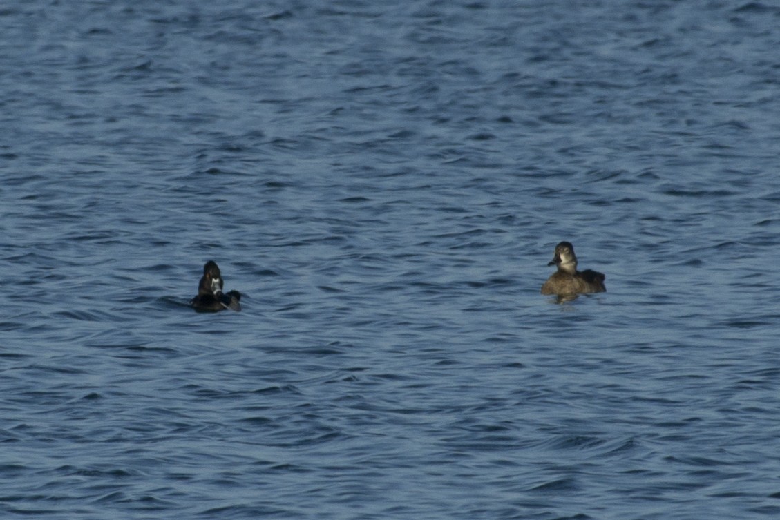 Ring-necked Duck - ML114384811