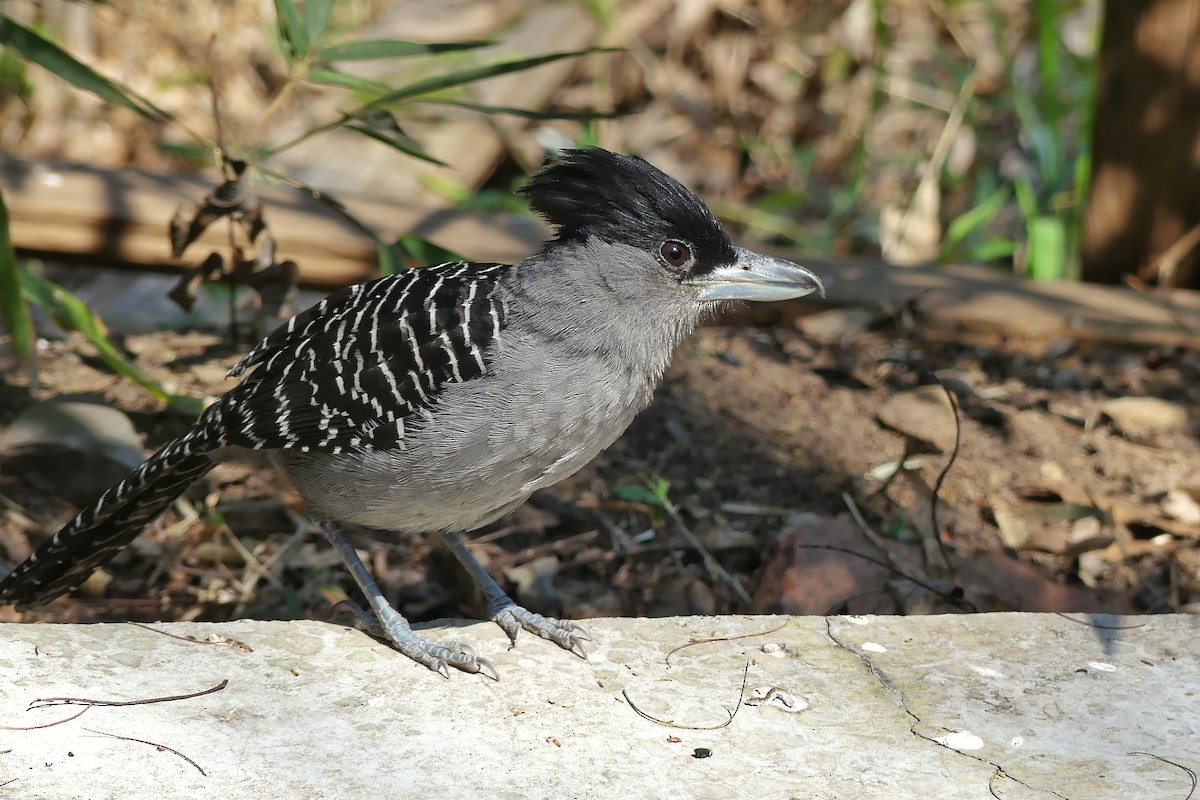 Batará Gigante - ML114385221