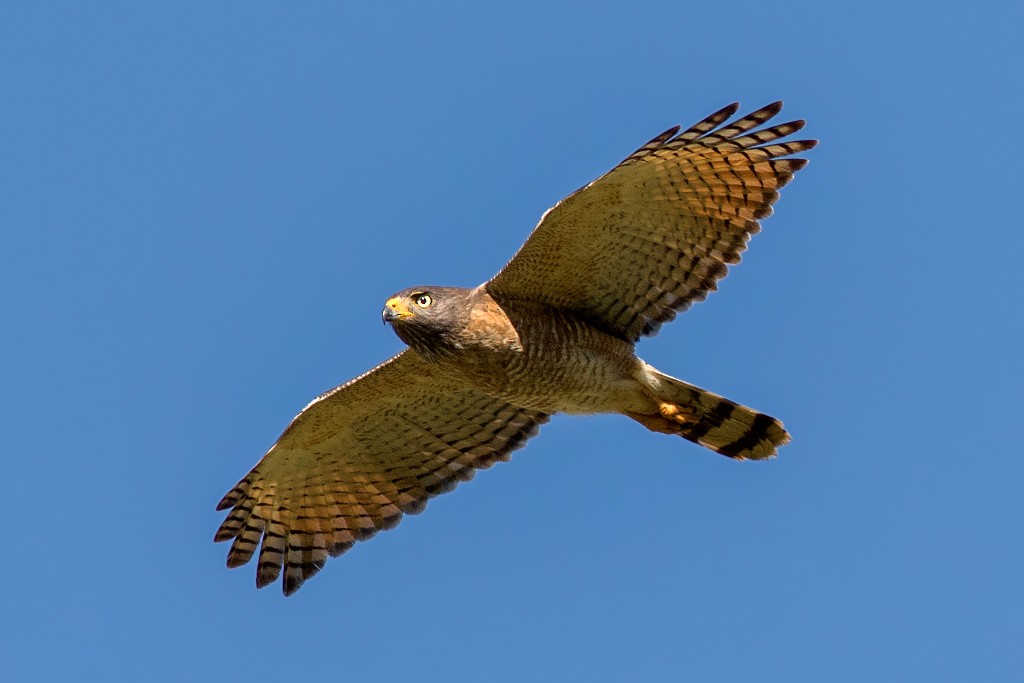 Roadside Hawk - ML114386071