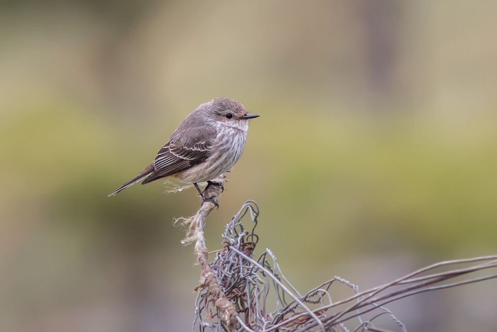 Vermilion Flycatcher - ML114386511