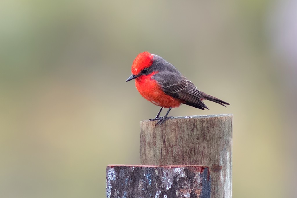 Vermilion Flycatcher - ML114386521